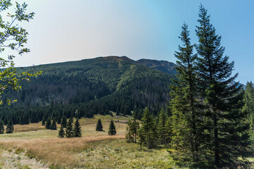 Widok z gór na polanę Tatrzańskiego Parku Narodowego - obrazy, fototapety, plakaty