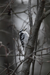 La Plaine 26 D&eacute;cembre 2023