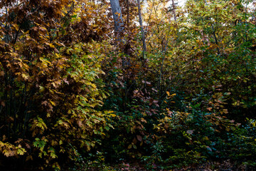 Obraz premium forest landscape, multicolored tree in the forest