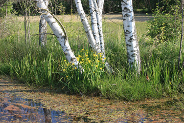 Yellow Iris Iris pseudacorus at a Ditch in Oppelhain, Germany

