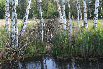 Beaver Lodge at Old Raft Ditch in Oppelhain, Germany
