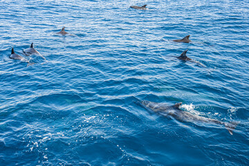 Dolphins frolic in the pacific alongside a migrating grey whale in winter.