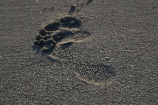 Wet shoreline sand with barefoot prints. Closeup back view photograph woman was walking barefoot along a beautiful beach in Costa Rica