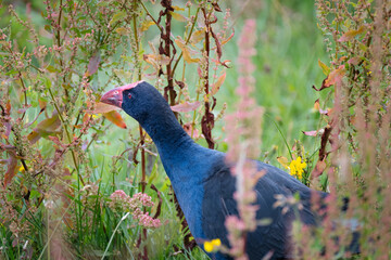 A pūkeko wandering through the dense undergrowth of the wetland habitat.