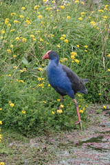 A pūkeko wandering through the dense undergrowth of the wetland habitat.