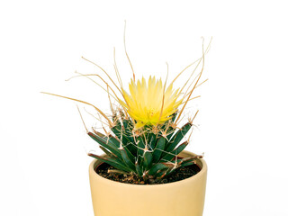 Flowering cactus leuchtenbergia in a pot