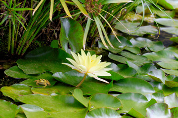 Frog sitting on leaf of yellow lotus flower in pond