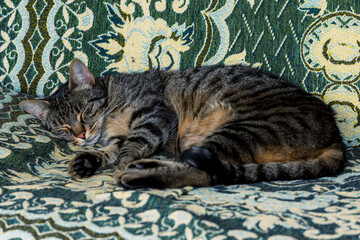 cat sleeping on the bed