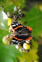 Motyl i winogrona © FoxX