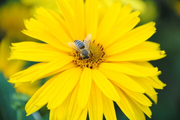 Pszczoła i kwiat © FoxX