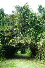 Belize - Cockscomb Basin Wildlife Sanctuary 