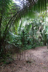 Belize - Cockscomb Basin Wildlife Sanctuary 