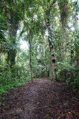 Belize - Cockscomb Basin Wildlife Sanctuary 