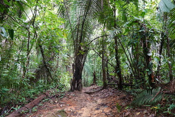 Belize - Cockscomb Basin Wildlife Sanctuary 