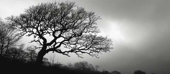 Black and white photograph of a tree's outline.