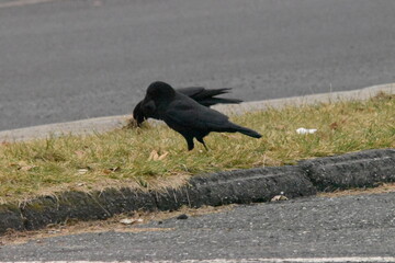 Obraz premium La Plaine 26 Décembre 2023