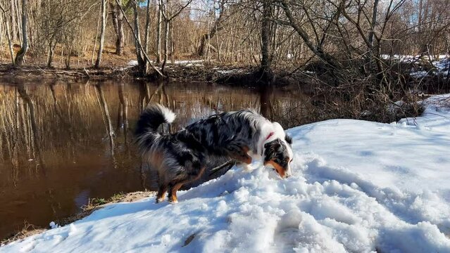 blue merle australian shepherd dog investigating the melting snow near a calm reflective river in a winter forest