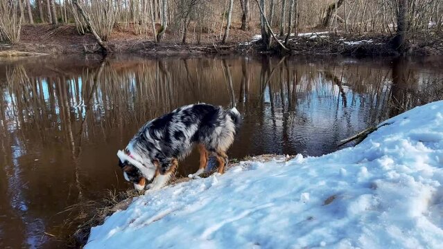 blue merle australian shepherd dog investigating the melting snow near a calm reflective river in a winter forest