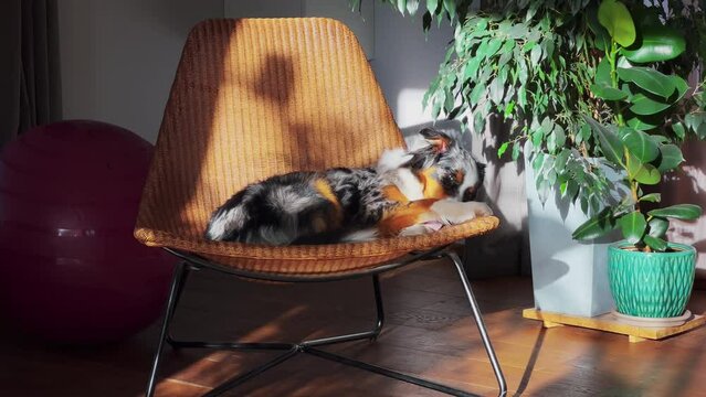 relaxed australian shepherd enjoying warm sunlight on a cozy wicker chair beside a lush indoor plant