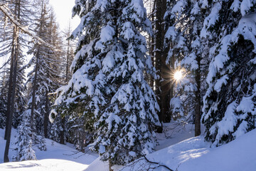 Sun is shining through trees casting warm glow on snow. Snowy forest with tall pine trees along a ski touring route to Mittagskogel in Karawanks, Carinthia, Austria. Winter wonderland in Austrian Alps