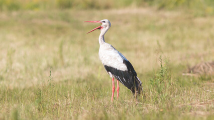 stork in the grass