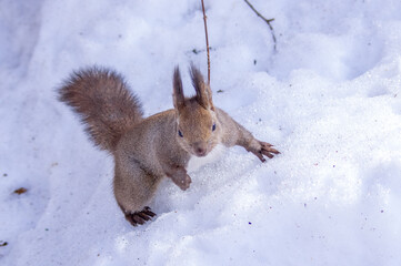 真冬のエゾリス（北海道札幌市）