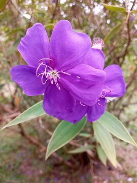 Flores Moradas