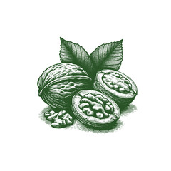 Hand-drawn illustration of walnuts and leaves