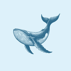 Hand-drawn illustration of a Blue Whale