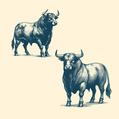 Hand-drawn illustration of two Bulls