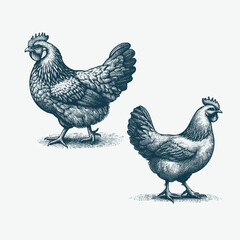 Handdrawn illustration of two Chicken
