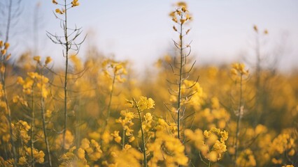 Obraz premium Rapeseed flowers in summer time.