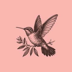 Handdrawn Illustration of a Hummingbird