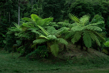 green fern in the forest of Sao Miguel in Azores