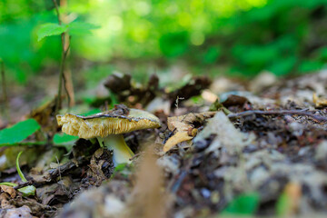 Forest mushroom. Background with selective focus and copy space