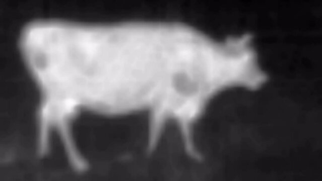 Red Cow. Image from thermal imager device. black and white