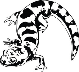 Cartoon Black and White Isolated Illustration Vector Of A Salamander Lizard