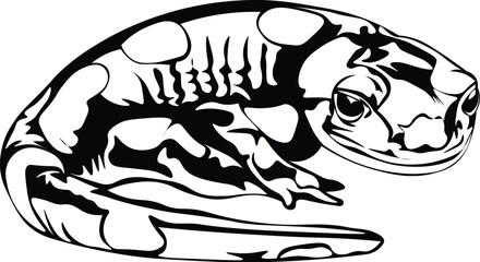 Cartoon Black and White Isolated Illustration Vector Of A Salamander Lizard