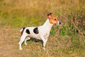 A cute Jack Russell Terrier dog walks in nature. Pet portrait with selective focus and copy space