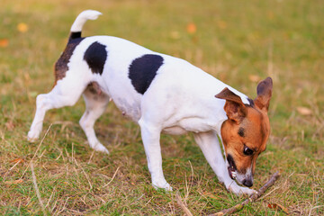 A cute Jack Russell Terrier dog walks in a clearing in the forest. Pet portrait with selective focus and copy space