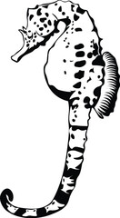 Cartoon Black and White Isolated Illustration Vector Of A Seahorse 