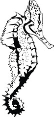 Cartoon Black and White Isolated Illustration Vector Of A Seahorse 