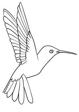 recommend clip art: Flying colibri, hummingbird outline illustration isolated on transparent background, png file