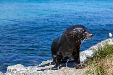 New Zealand sea lion (Phocarctos hookeri), Otago Peninsula, South Island, New Zealand