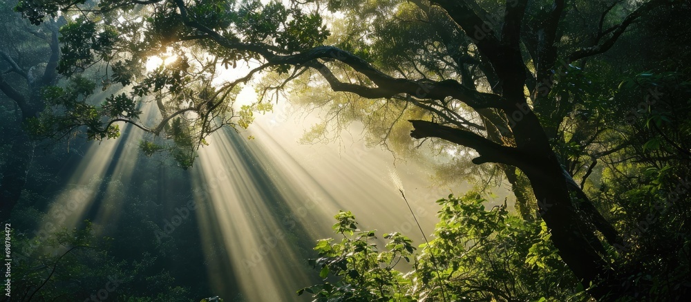 Poster sun rays filter through trees gracefully.