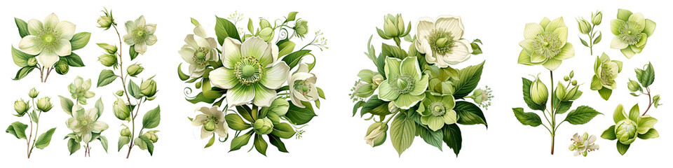 Green hellebore flowers buds and leaves Hyperrealistic Highly Detailed Isolated On Transparent Background Png File - obrazy, fototapety, plakaty