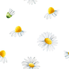 Watercolor seamless pattern with white daisy flowers illustration isolated on white background....