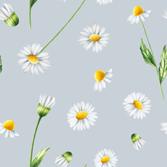 Watercolor seamless pattern with white daisy flowers illustration isolated on white background. Chamomile. Detail of beauty products and botany set, cosmetology and medicine. For designers, spa dec - obrazy, fototapety, plakaty