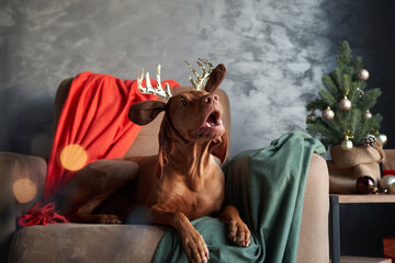A Vizsla dog wearing reindeer antlers sits on a couch, looking expectantly, set against a festive...