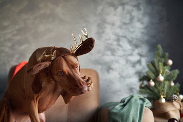 A Vizsla dog wearing reindeer antlers sits on a couch, looking expectantly, set against a festive...